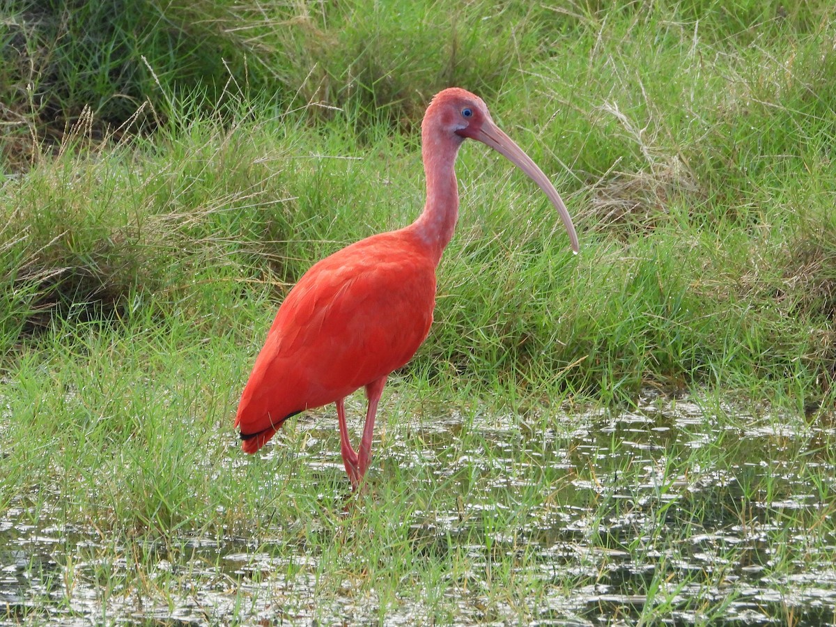 ibis rudý - ML505543651