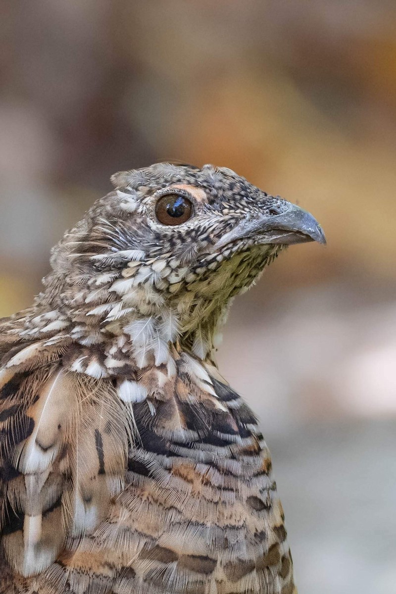 Ruffed Grouse - ML505543961