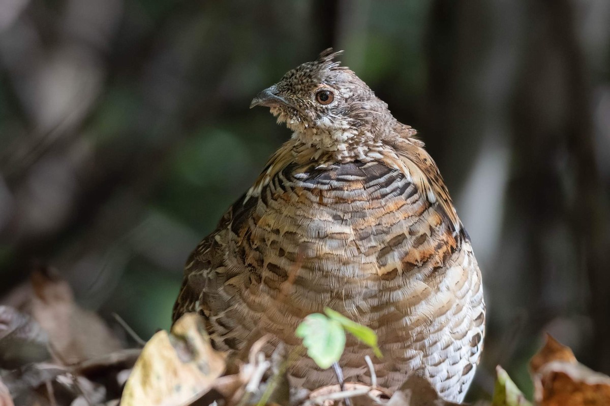 Ruffed Grouse - ML505544021