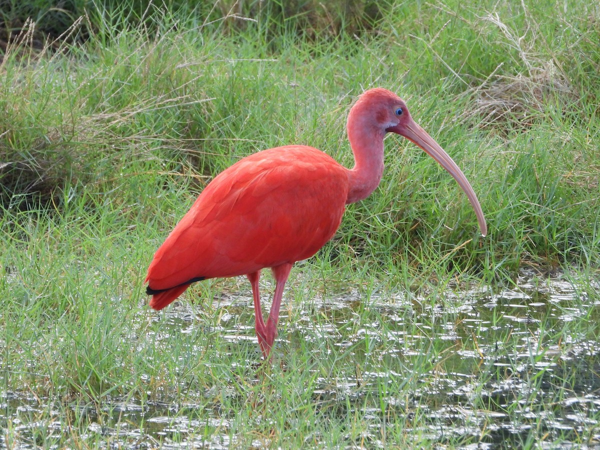 ibis rudý - ML505544031