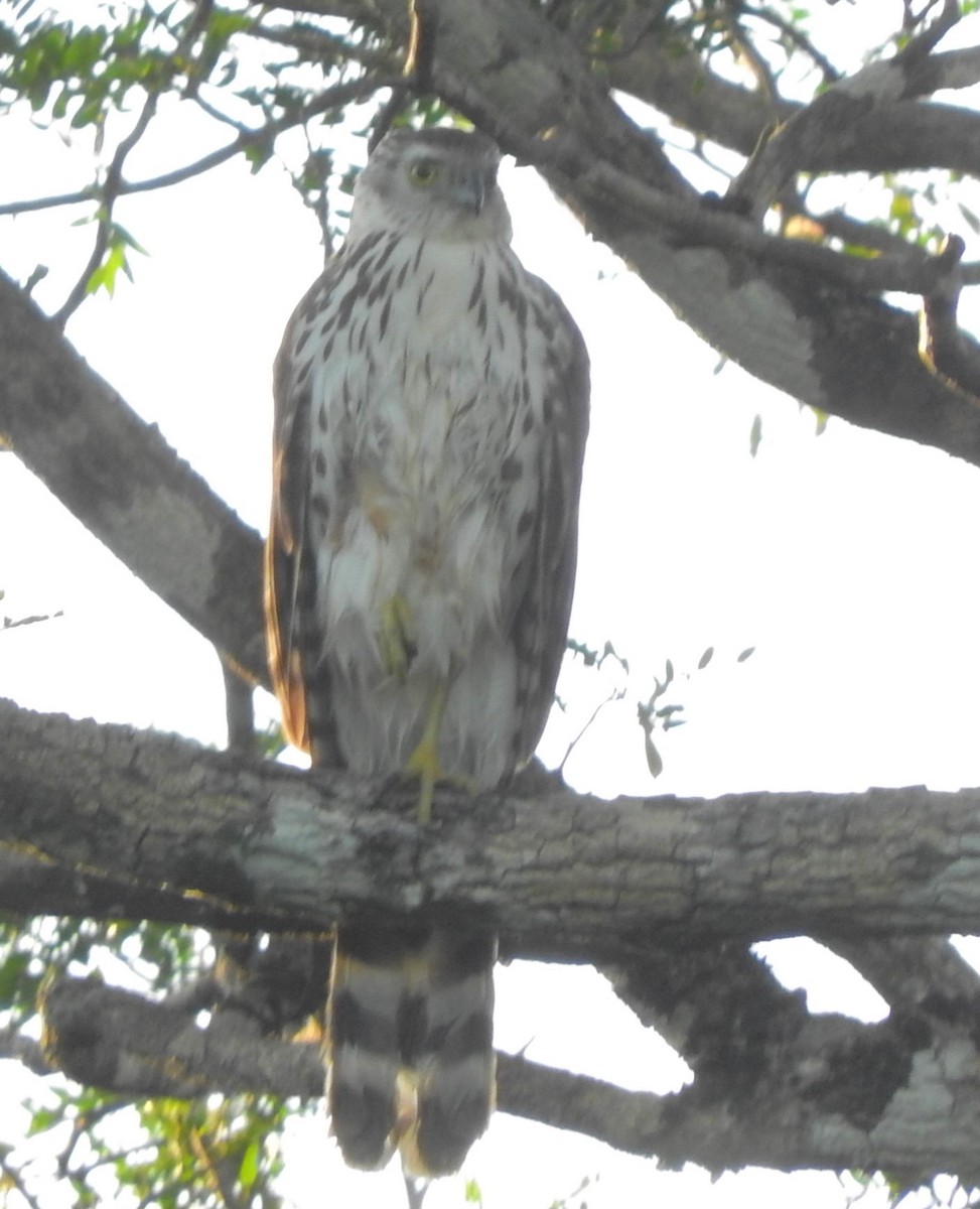 Bicolored Hawk - ML505544151