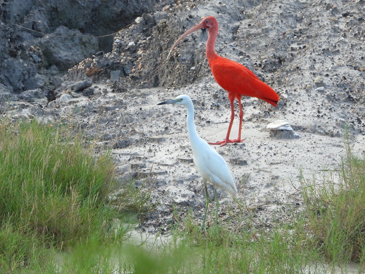ibis rudý - ML505544331