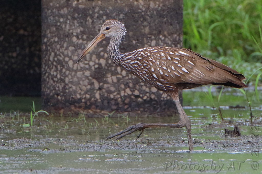 Limpkin - ML505544371