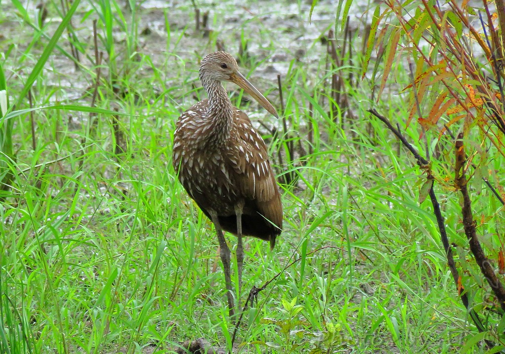 Limpkin - ML505544381
