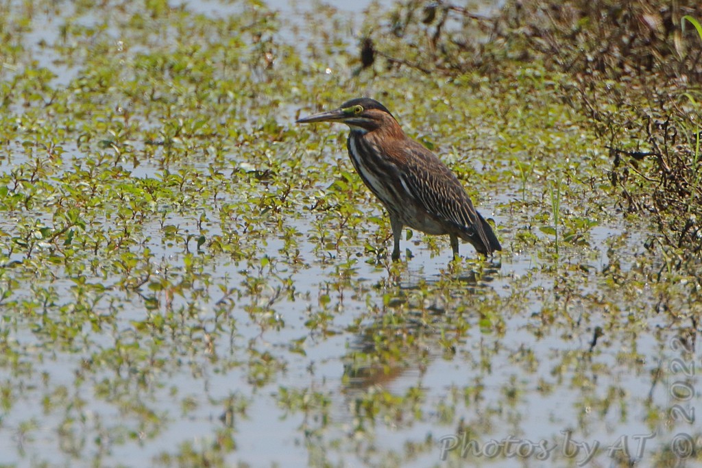 Green Heron - ML505544491
