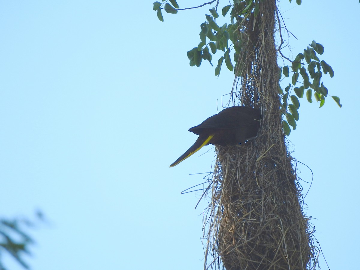 Crested Oropendola - ML505544541