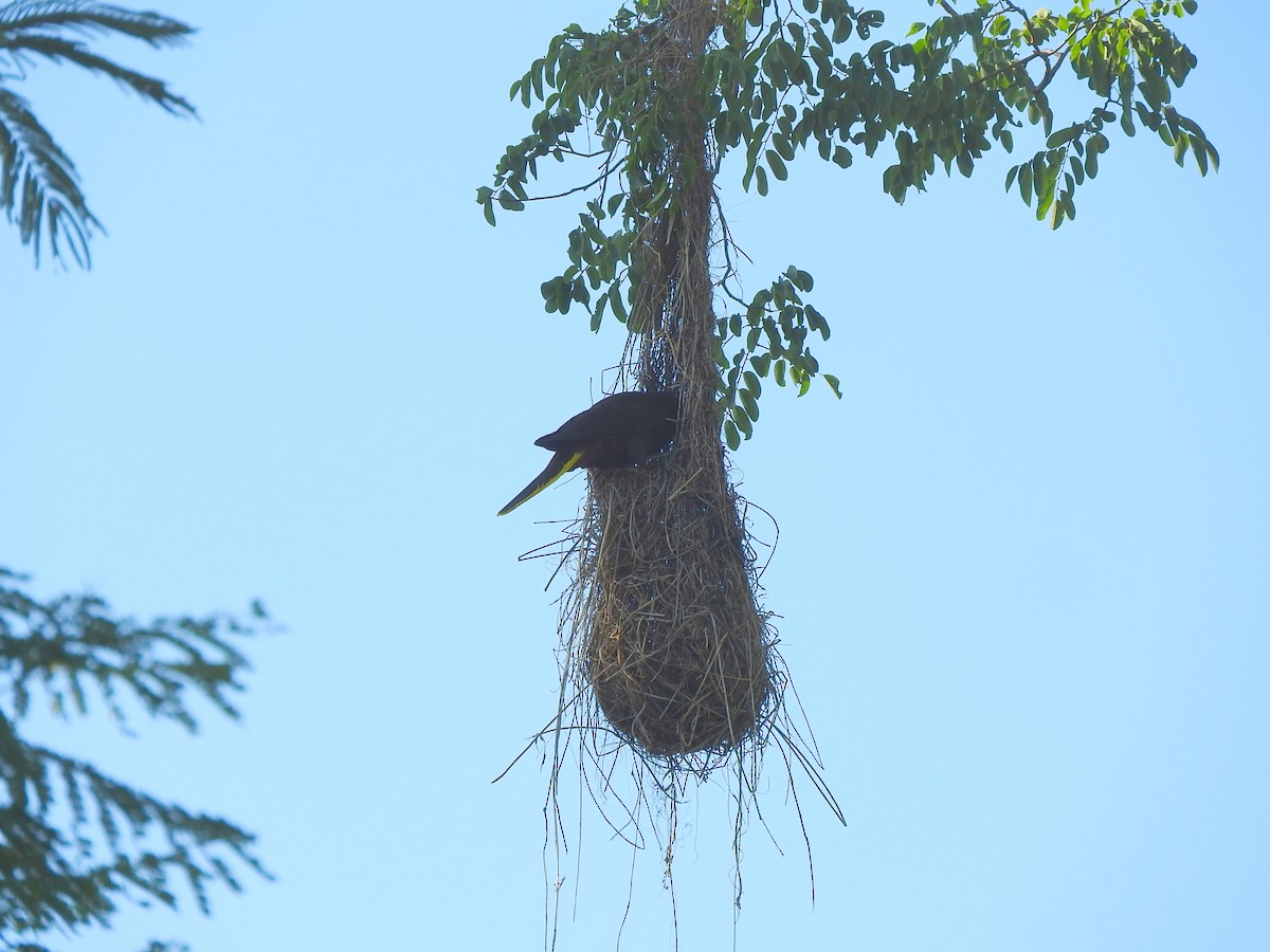 Crested Oropendola - ML505544551