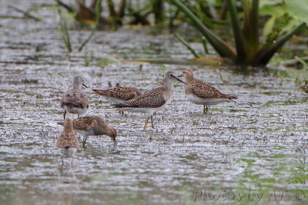 Pectoral Sandpiper - ML505544631