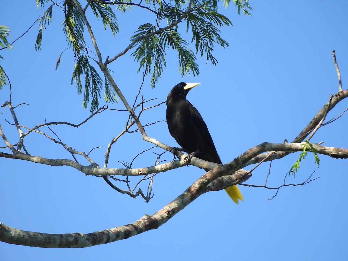 Crested Oropendola - Luis Recalde