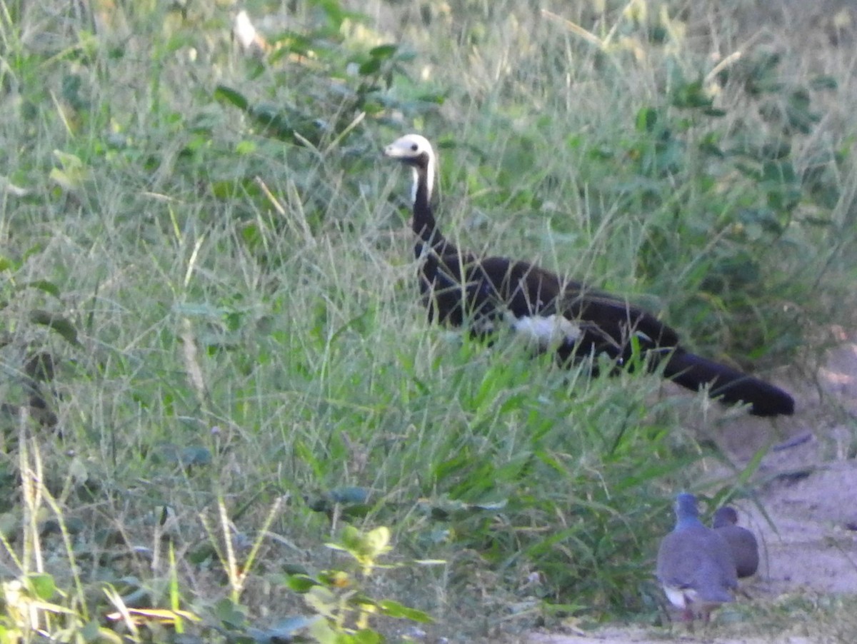 White-throated Piping-Guan - ML505544991