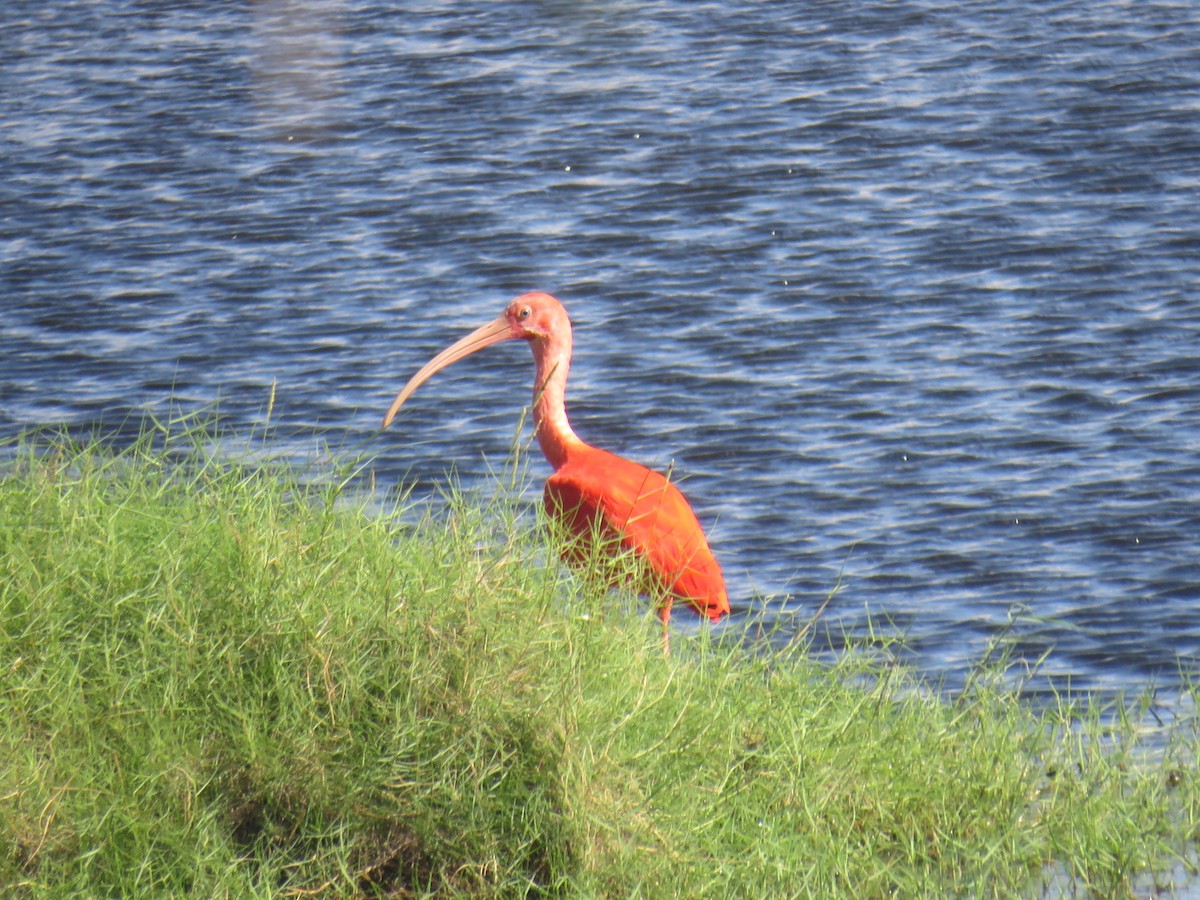ibis rudý - ML505545451