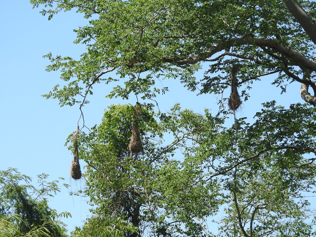 Crested Oropendola - ML505545511