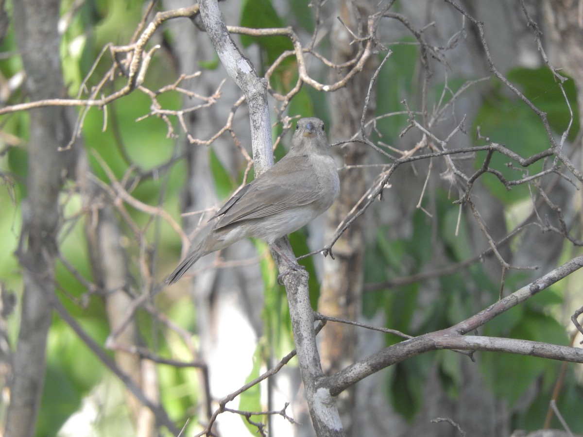 Dull-colored Grassquit - ML505546081