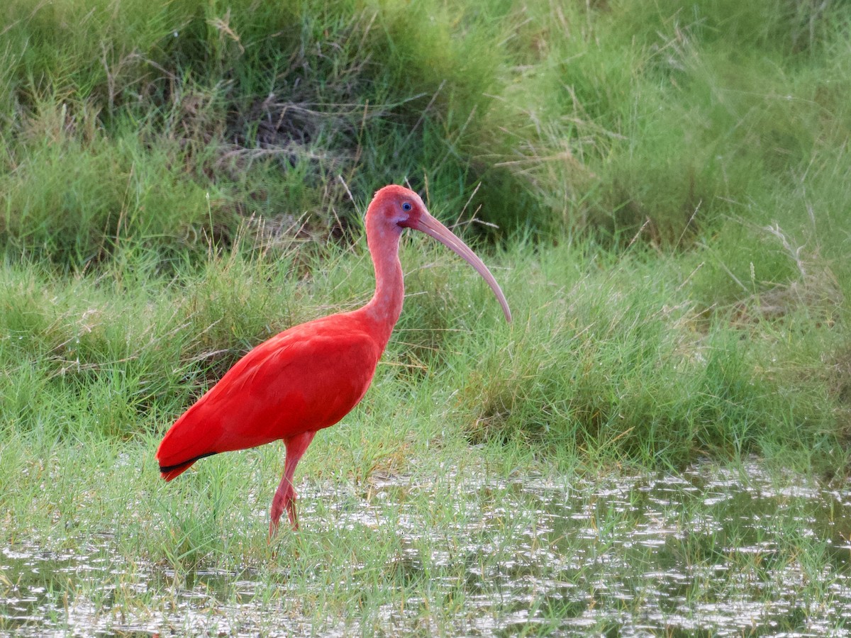 ibis rudý - ML505546131