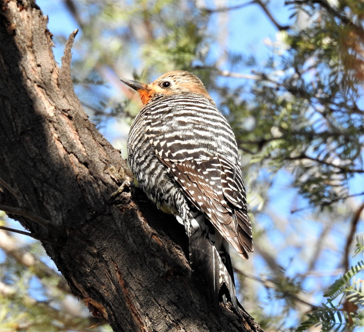 Williamson's Sapsucker - ML50554711