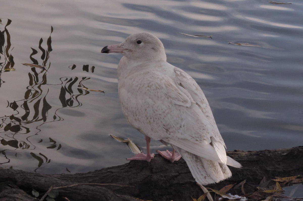 Glaucous Gull - ML505547731