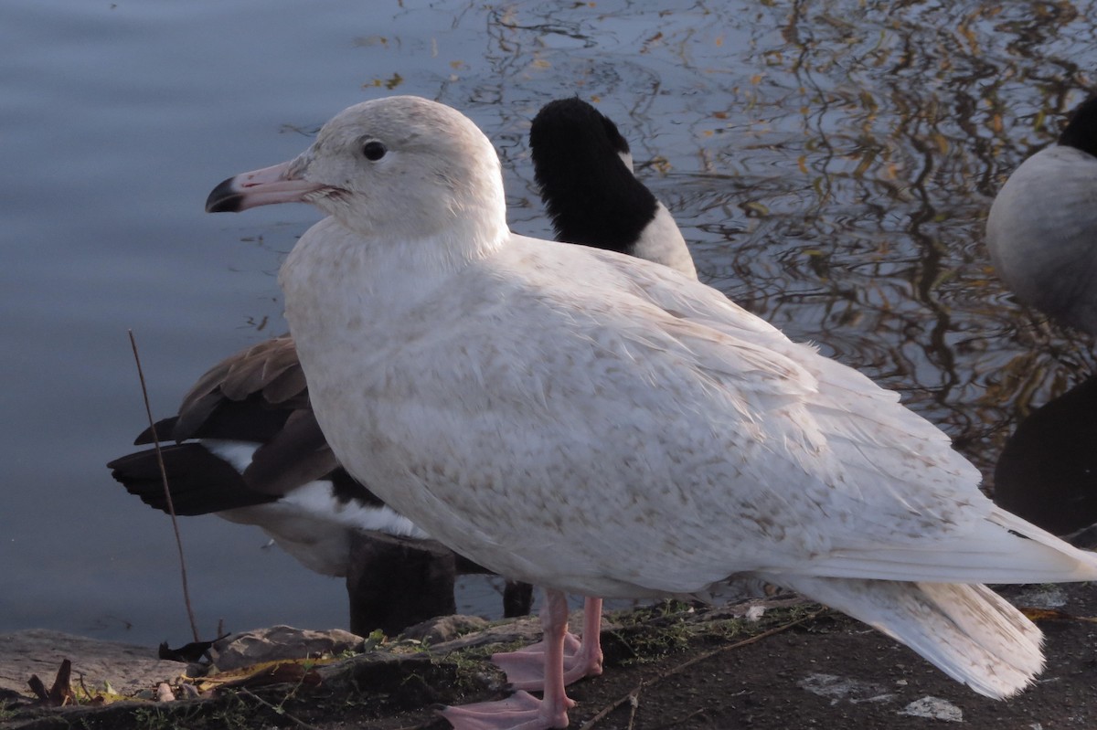 Glaucous Gull - Juvenile Birder