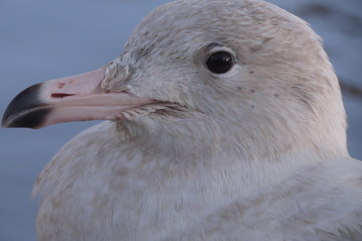 Glaucous Gull - ML505547781