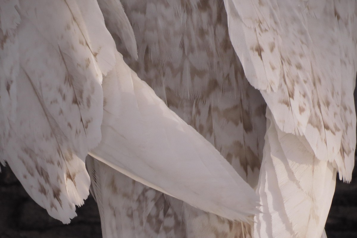 Glaucous Gull - ML505547811