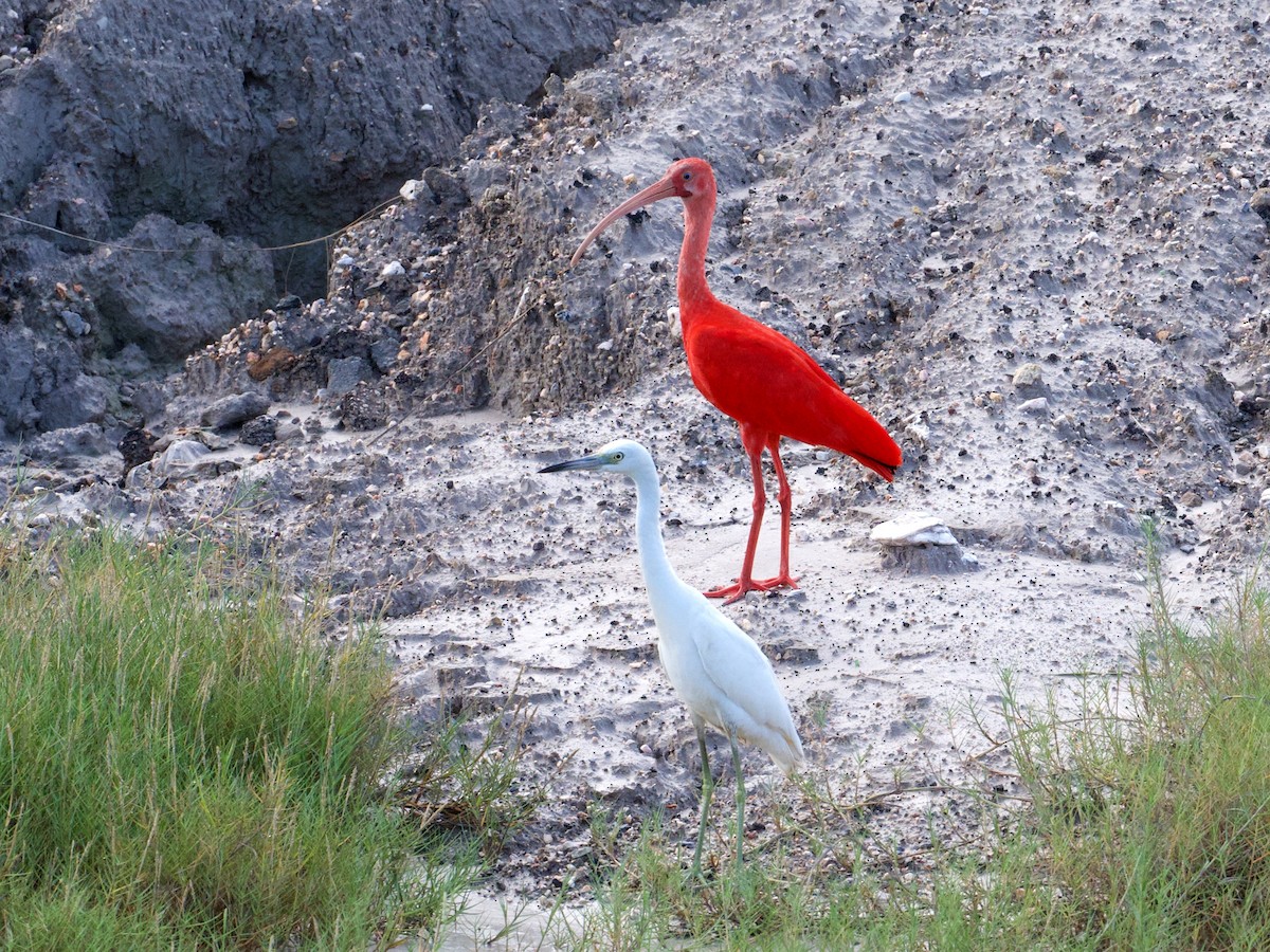 ibis rudý - ML505548511
