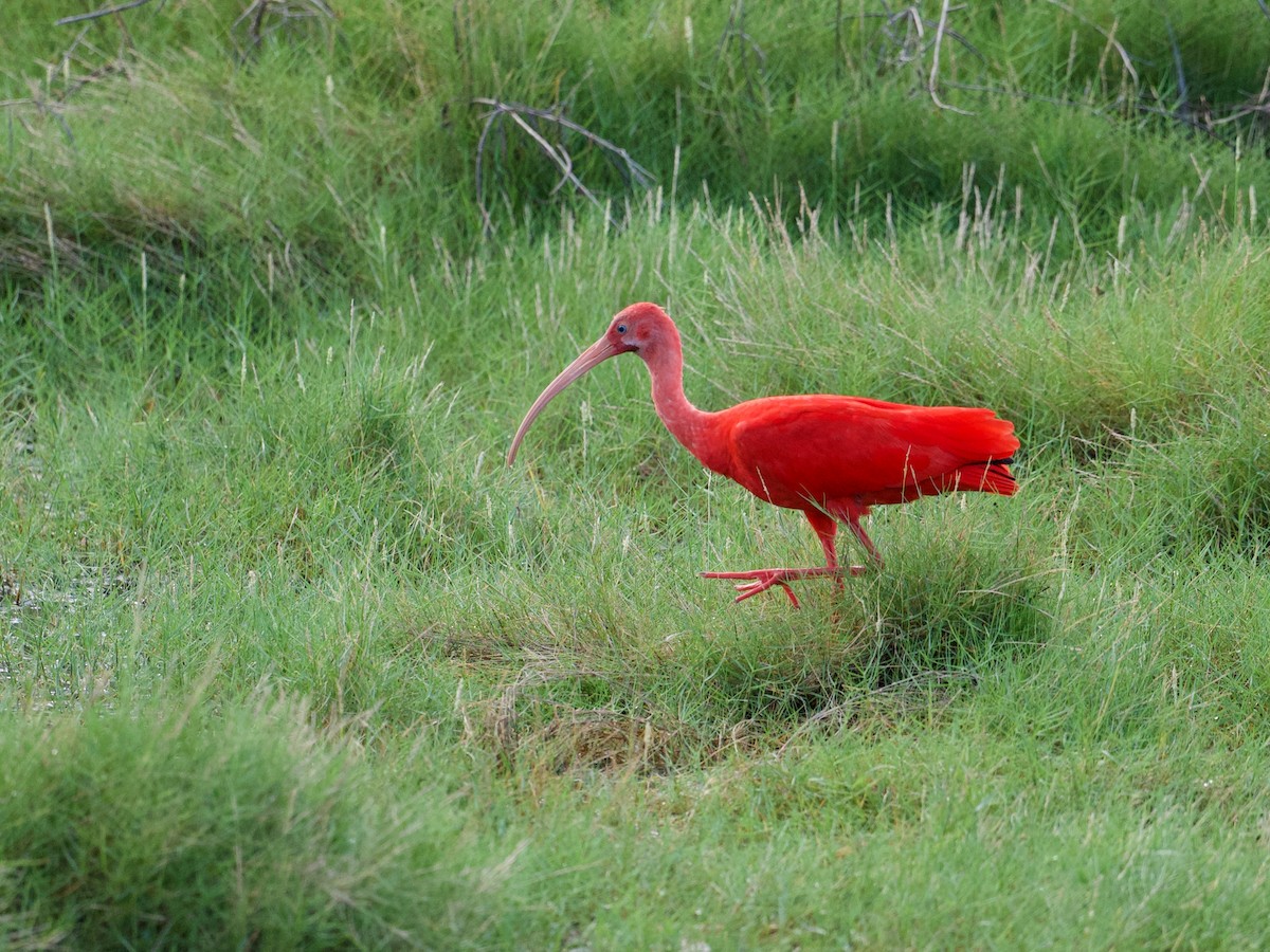 ibis rudý - ML505549491