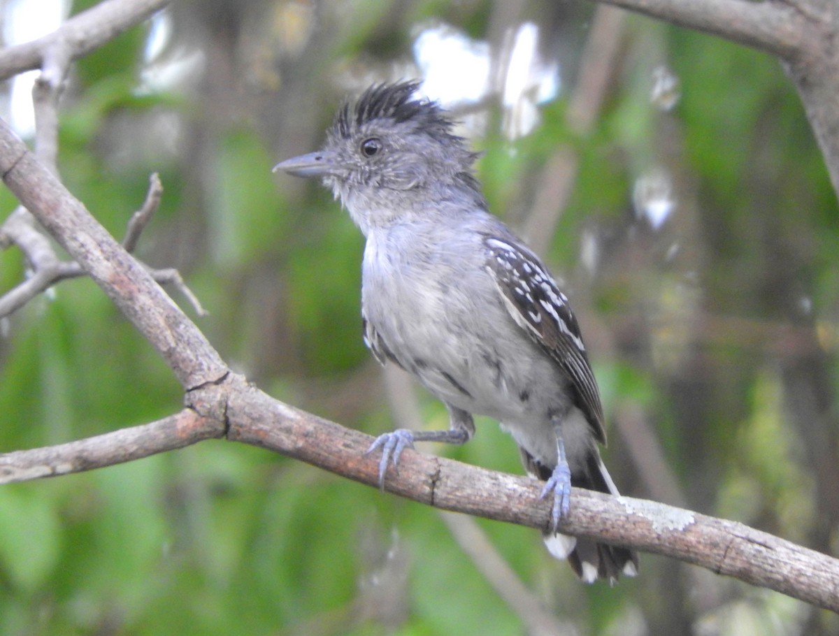 Bolivian Slaty-Antshrike - ML505549721