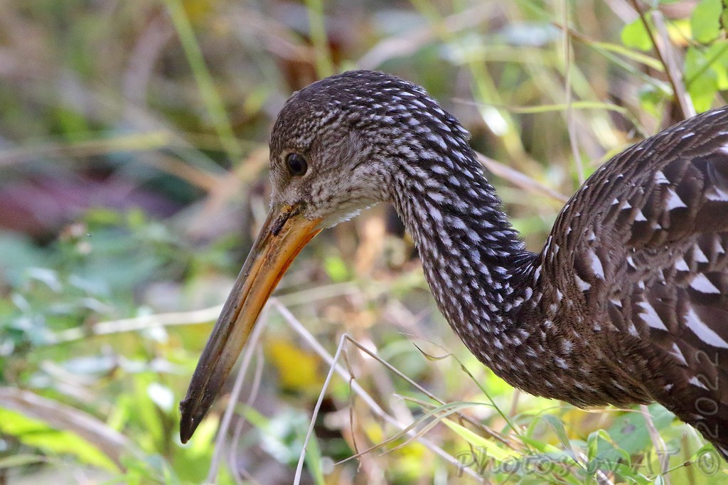 Limpkin - ML505549951