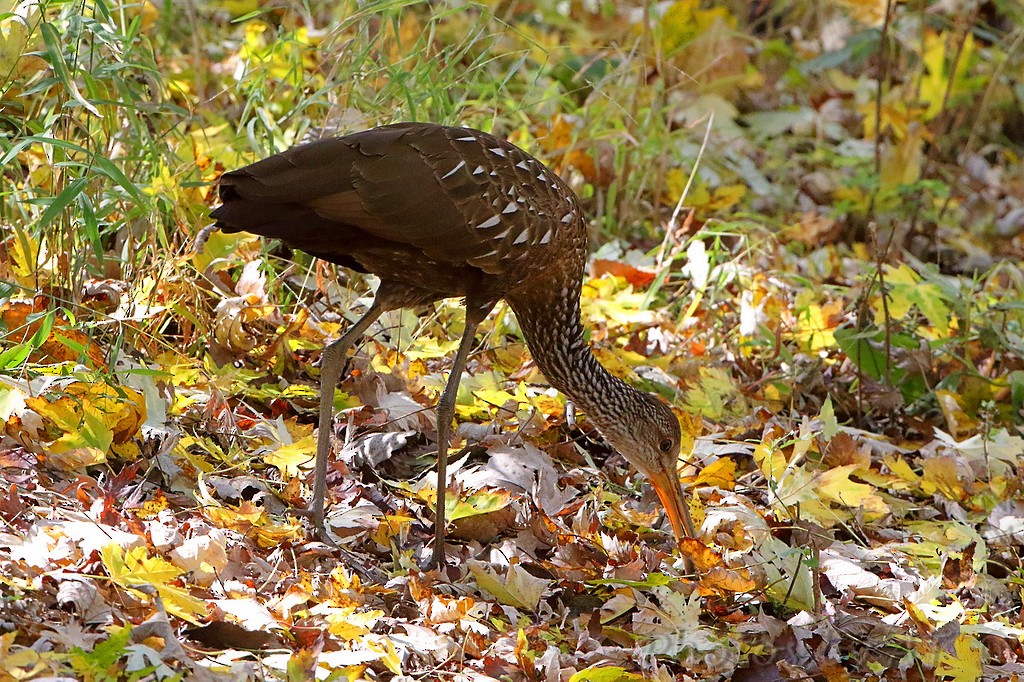 Limpkin - ML505549961