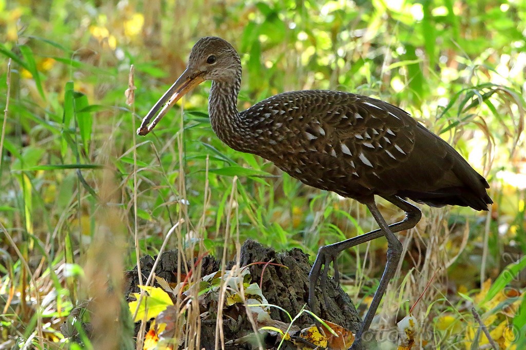 Limpkin - ML505549971