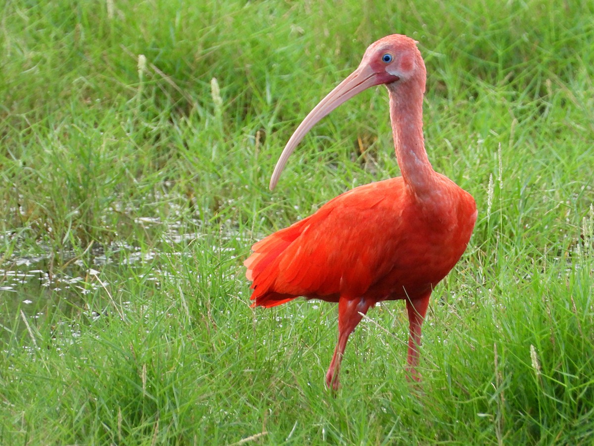 ibis rudý - ML505551711