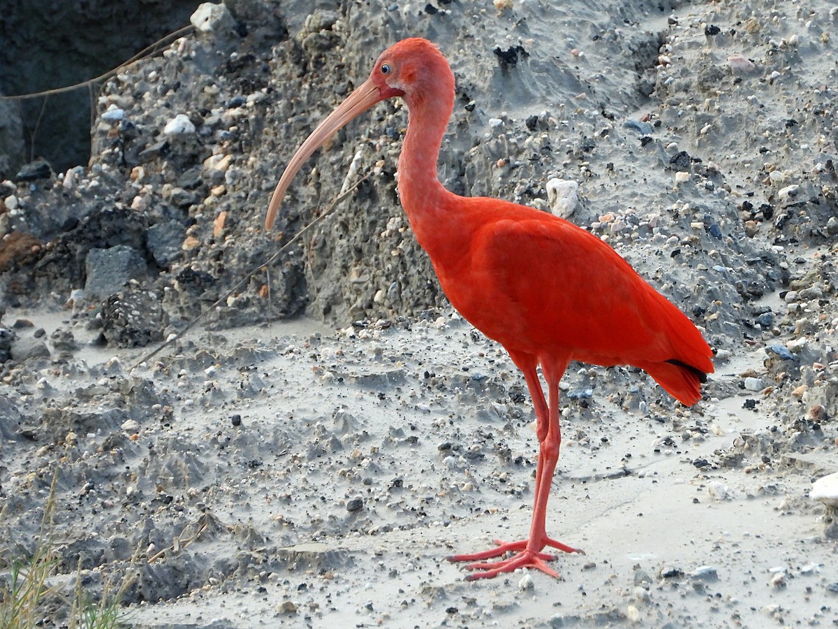 ibis rudý - ML505551721
