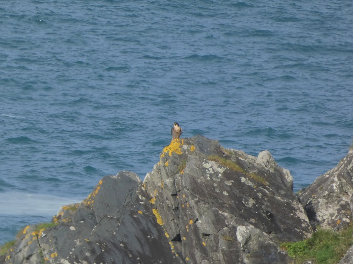 Peregrine Falcon (Mediterranean) - ML505553241