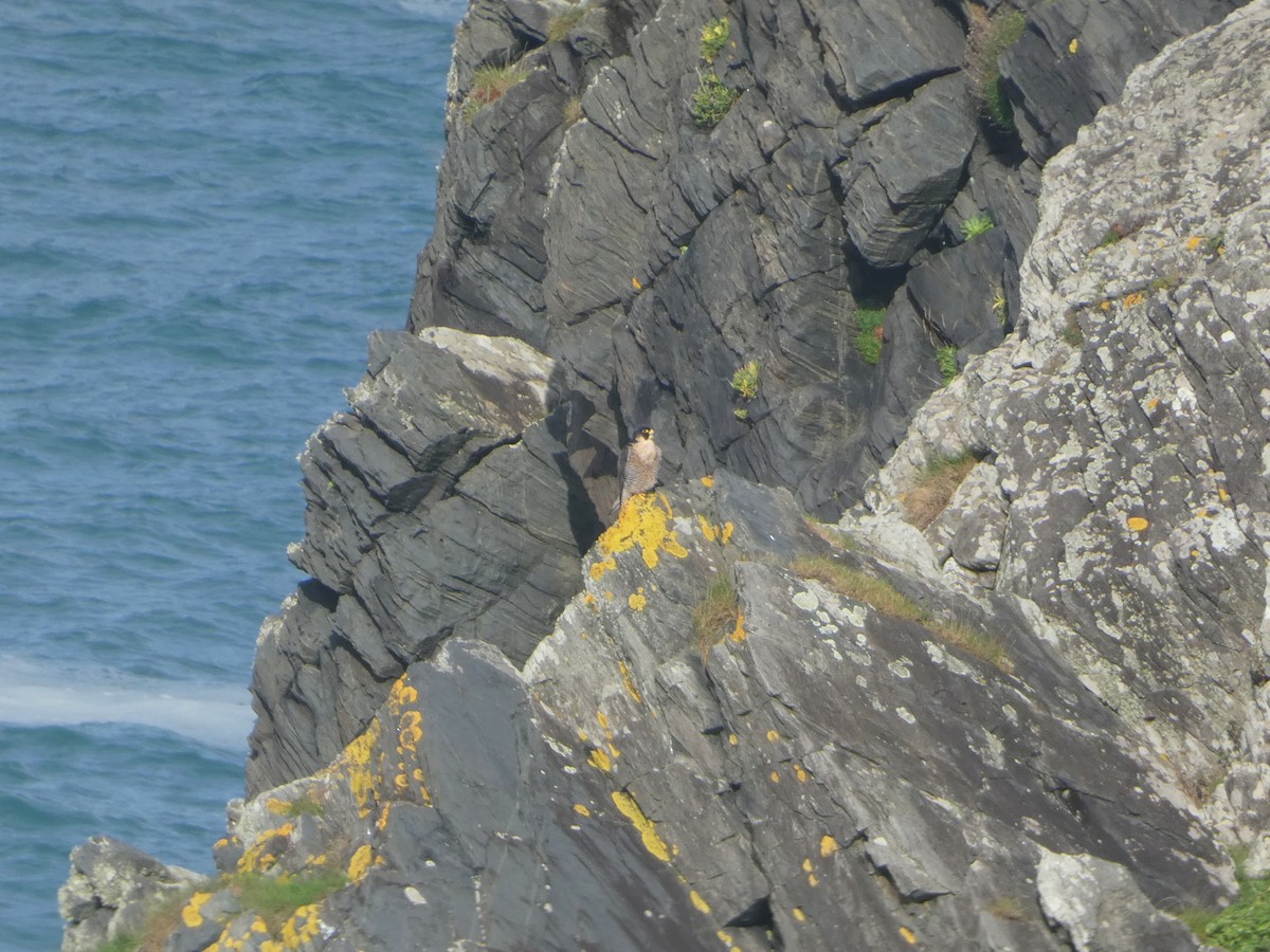Peregrine Falcon (Mediterranean) - ML505553251