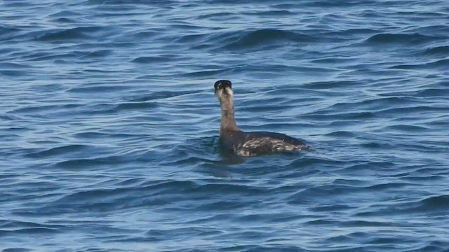 Red-necked Grebe - ML505553701