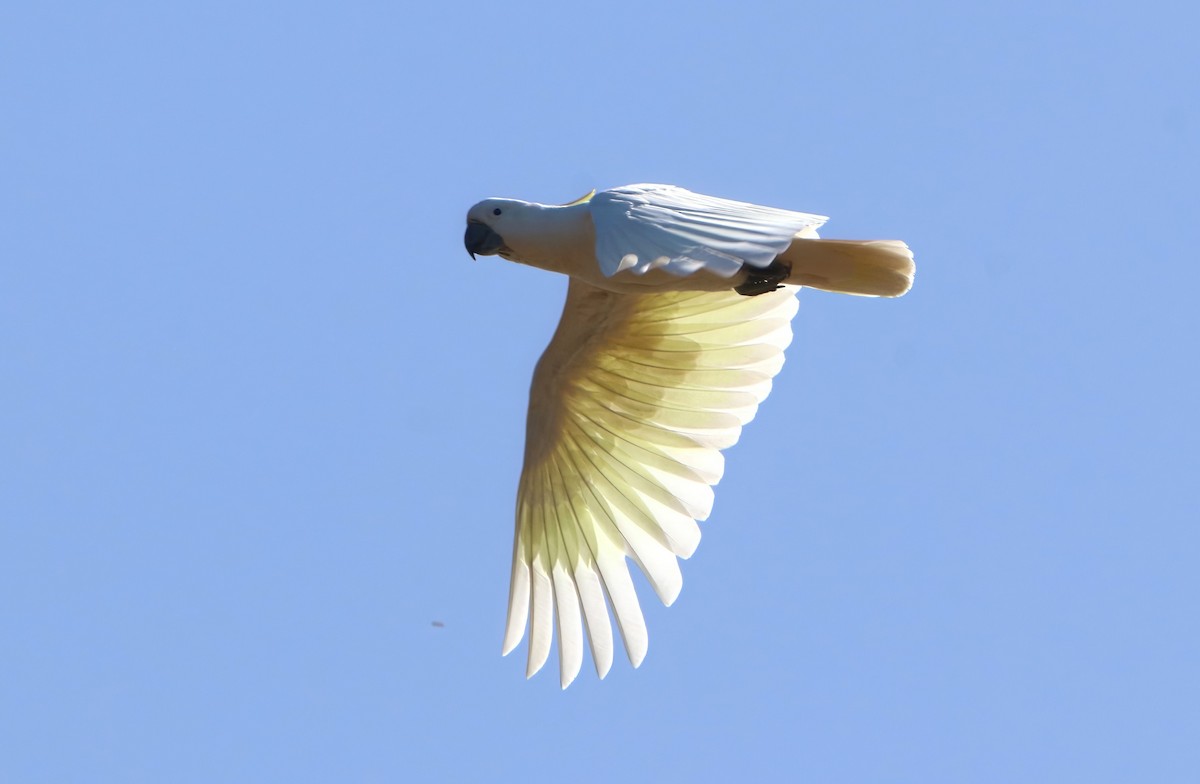 Sulphur-crested Cockatoo - ML505556101