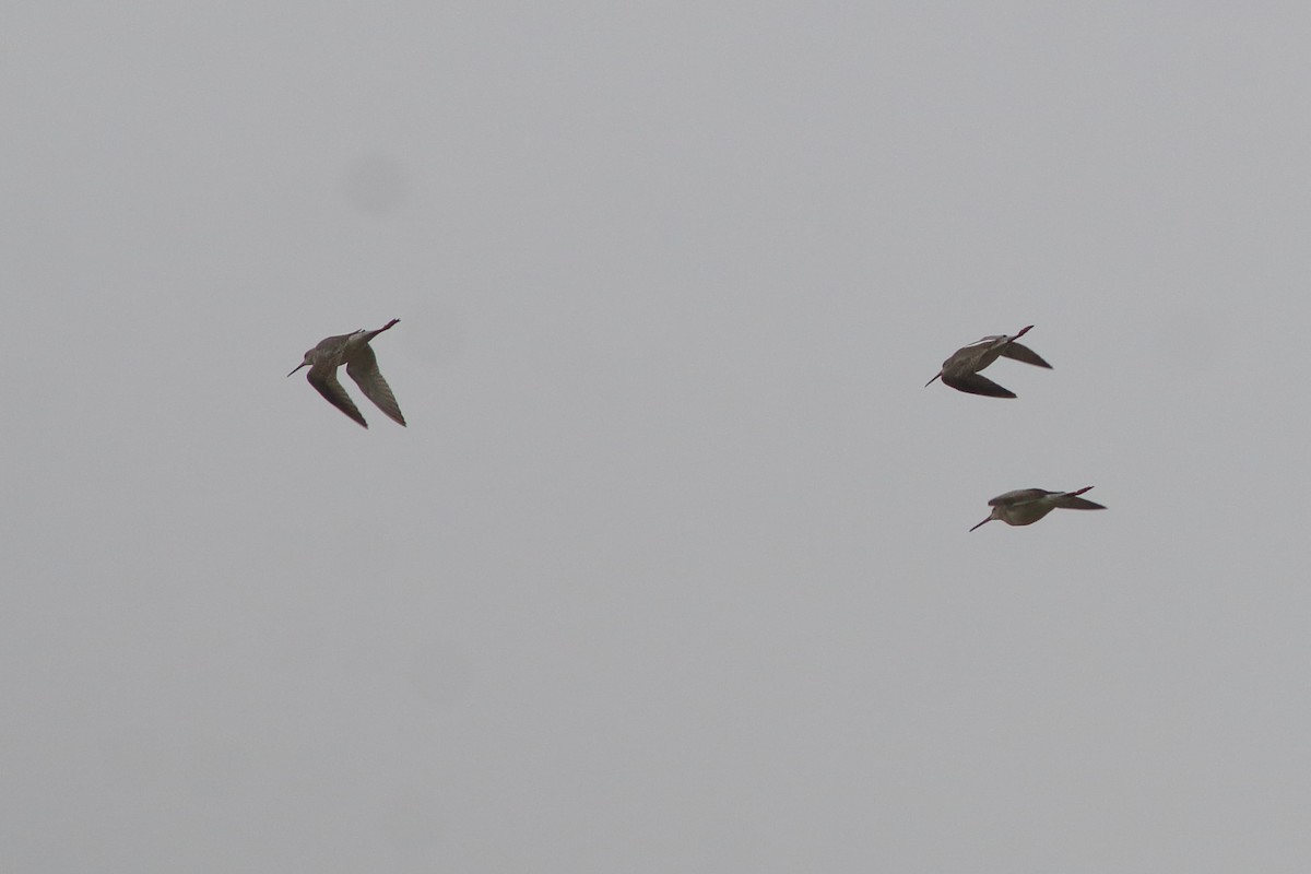 Spotted Redshank - ML505557101