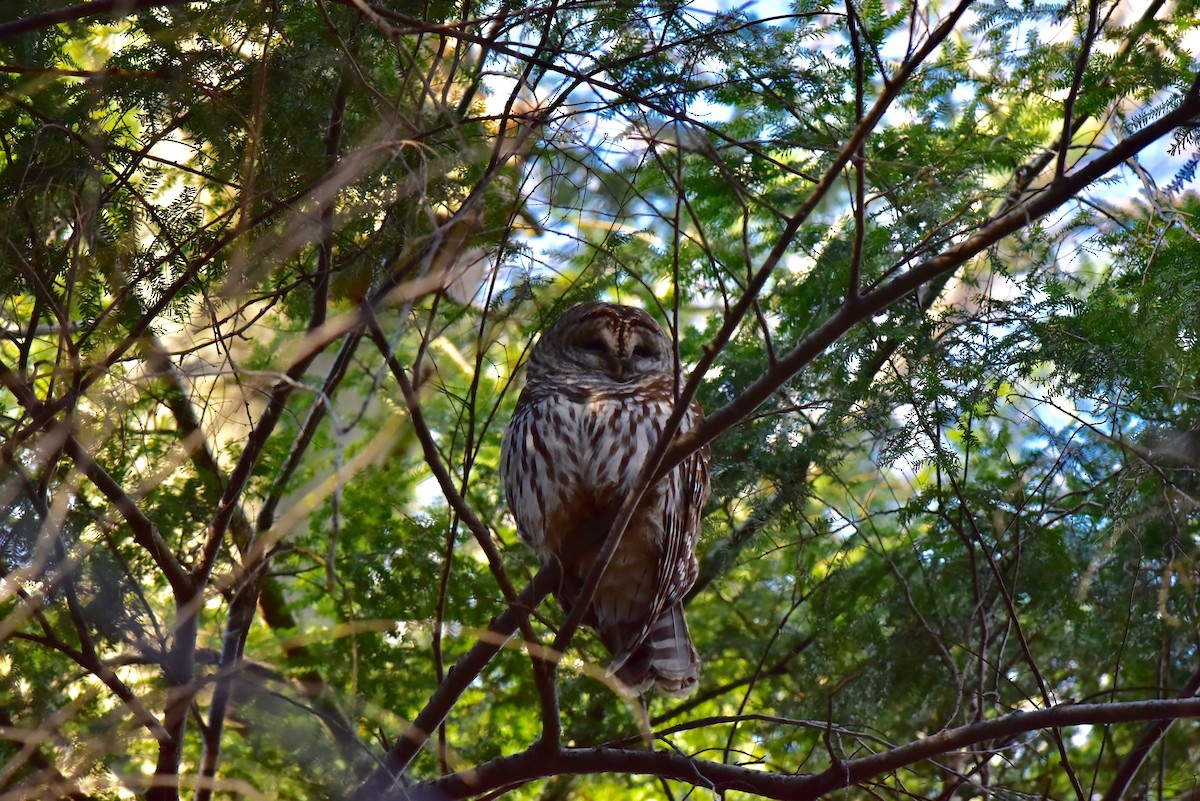 Barred Owl - ML50555821