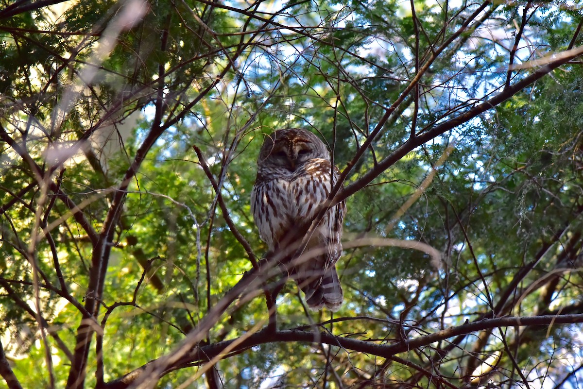 Barred Owl - ML50555851