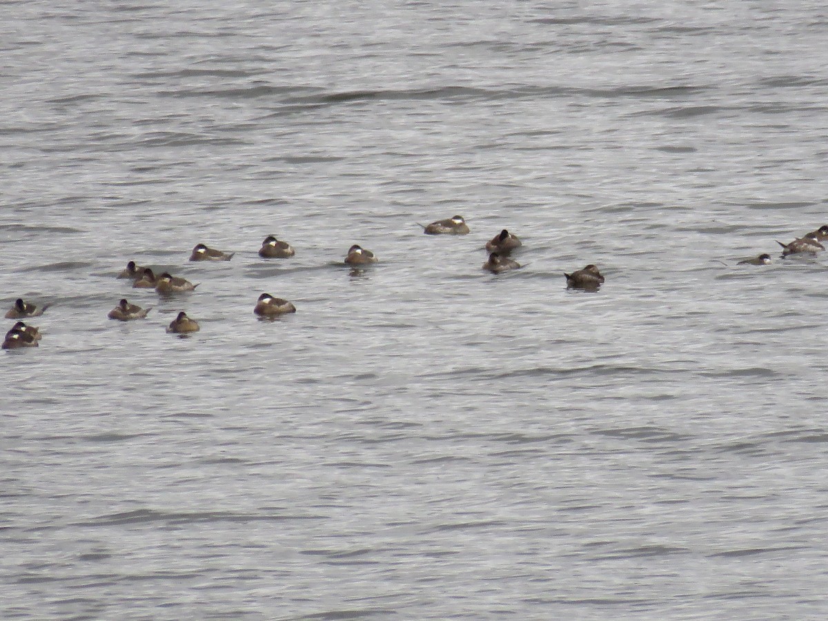 Ruddy Duck - ML50556251