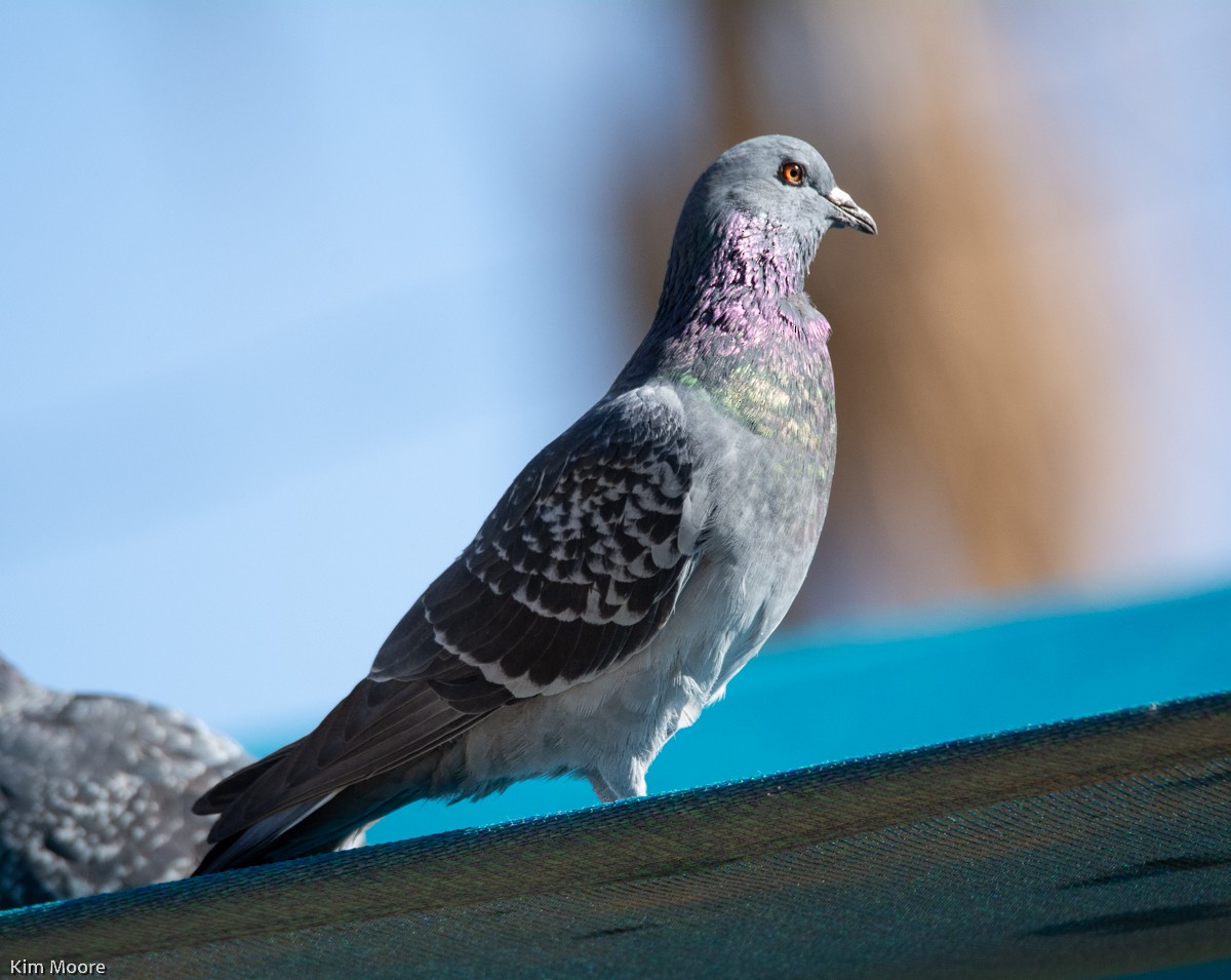 Rock Pigeon (Feral Pigeon) - ML505565531