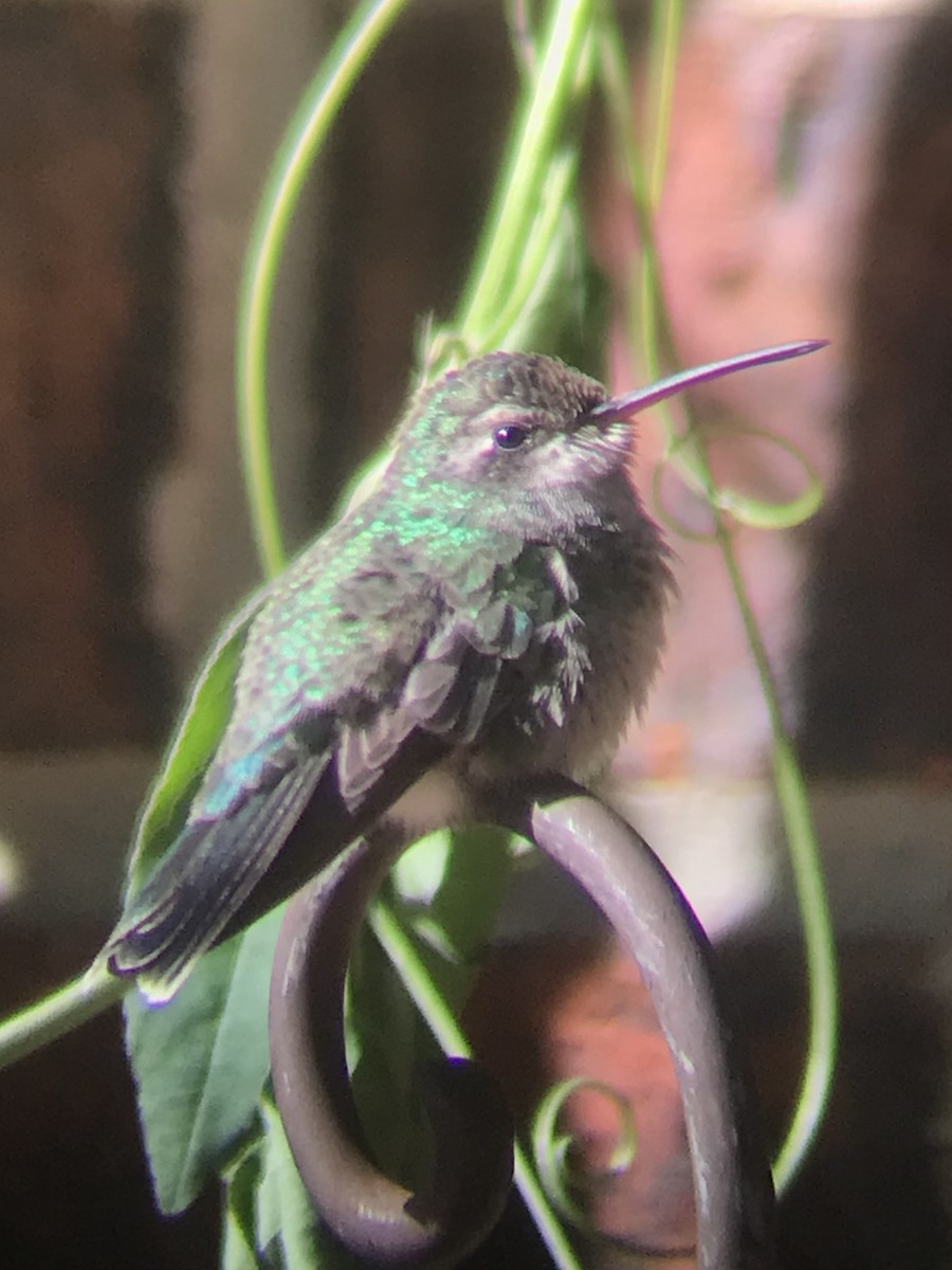Broad-billed Hummingbird - ML505565601