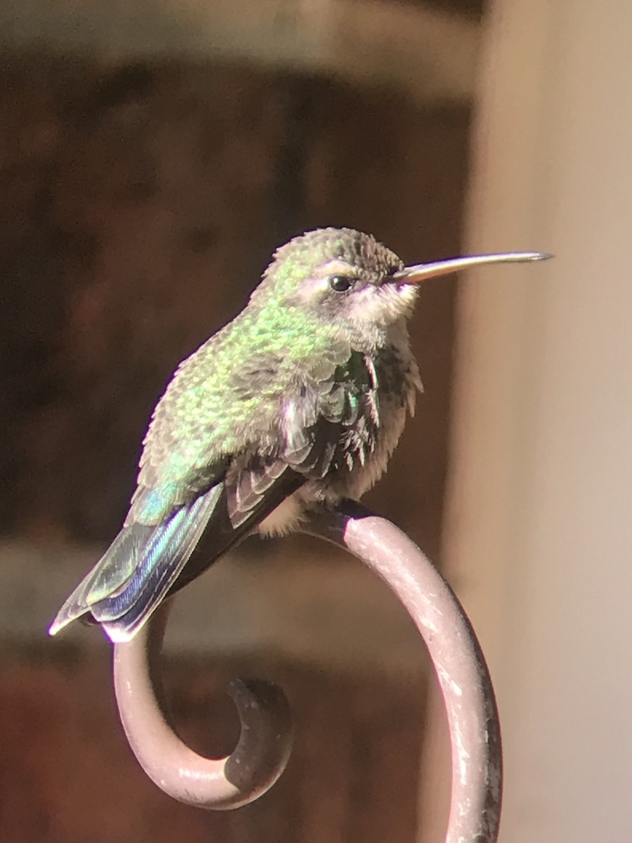 kolibřík širokozobý - ML505565611