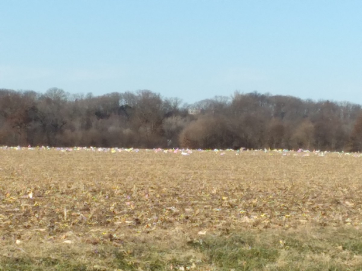 Trumpeter Swan - ML505566511