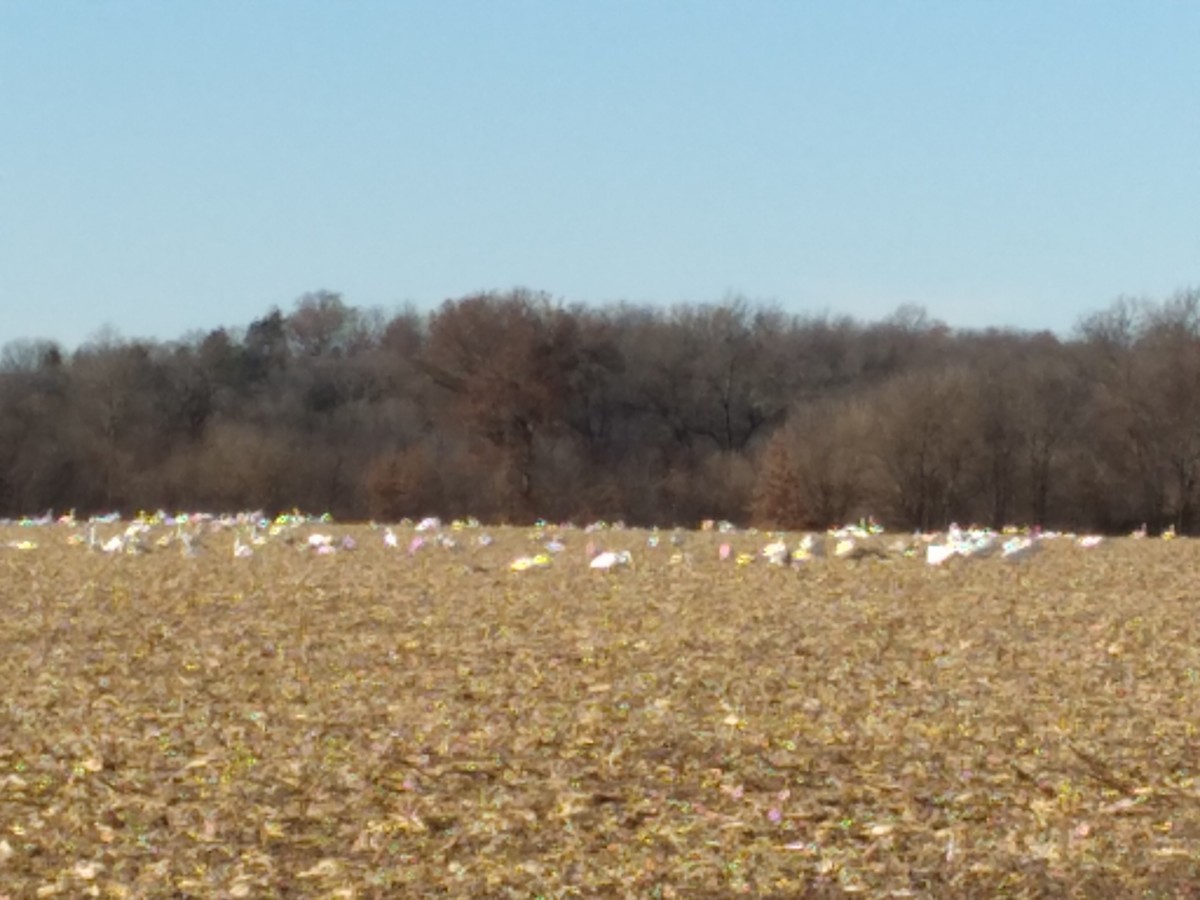 Trumpeter Swan - ML505566631