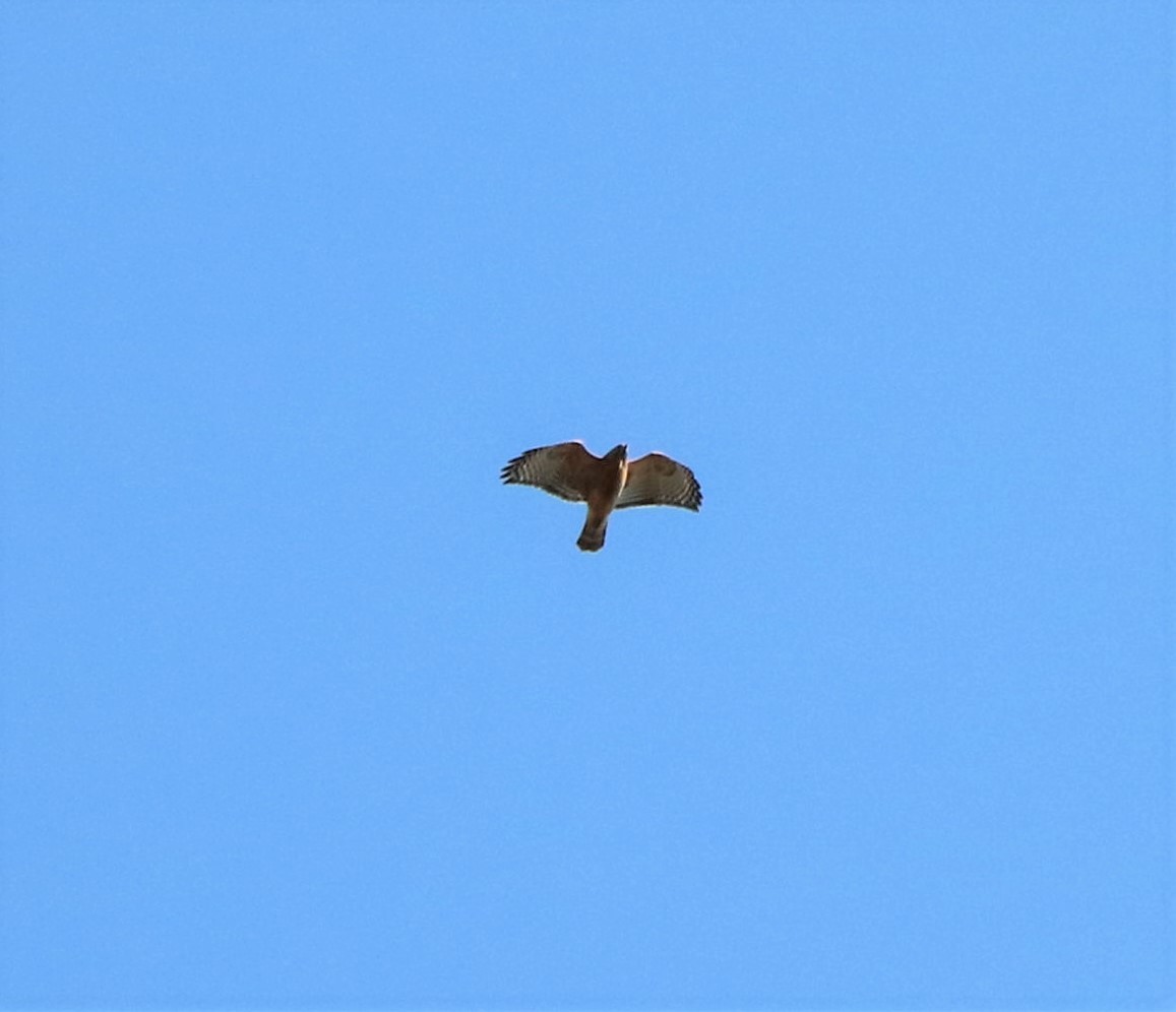 Red-shouldered Hawk - ML505566691