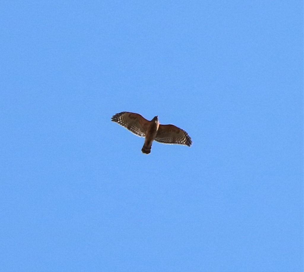 Red-shouldered Hawk - ML505566711