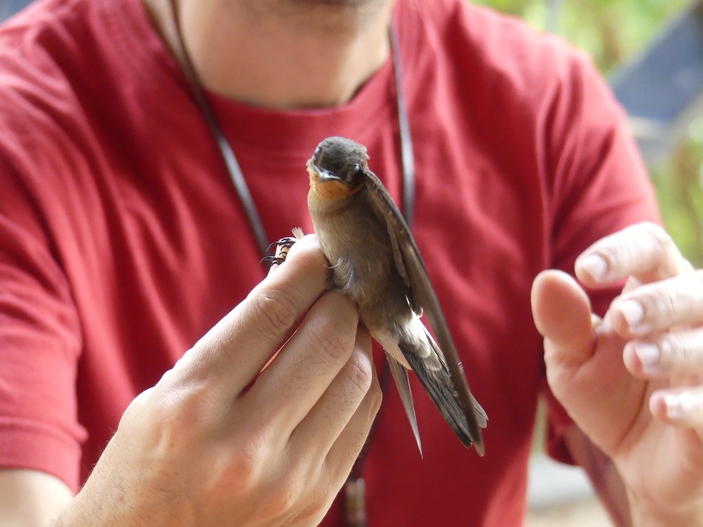 Southern Rough-winged Swallow - ML505566731