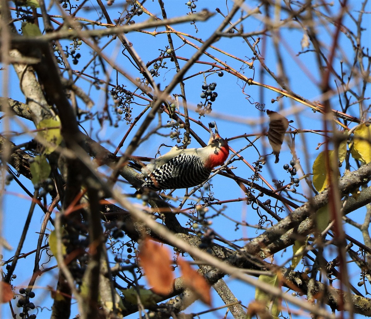 Red-bellied Woodpecker - ML505566881