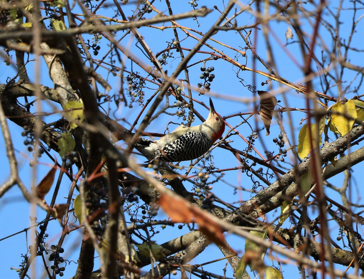 Red-bellied Woodpecker - ML505566891