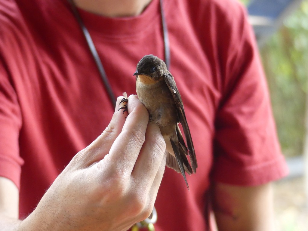 Southern Rough-winged Swallow - ML505566961
